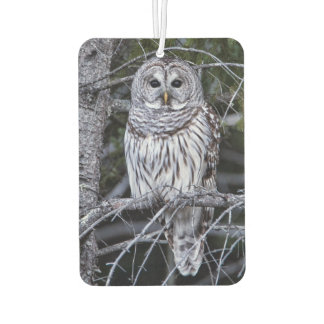 Barred Owl Autolufterfrischer