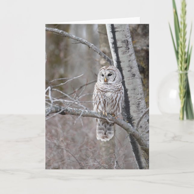 Barred Owl Bird Wildlife Blank Notecard Dankeskarte (Vorderseite)