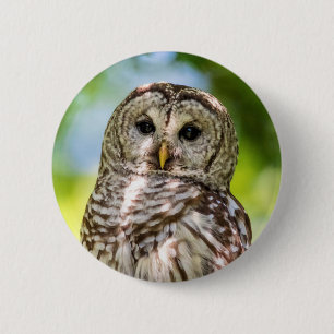 Barred Owl Button
