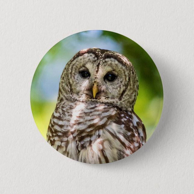 Barred Owl Button (Vorderseite)