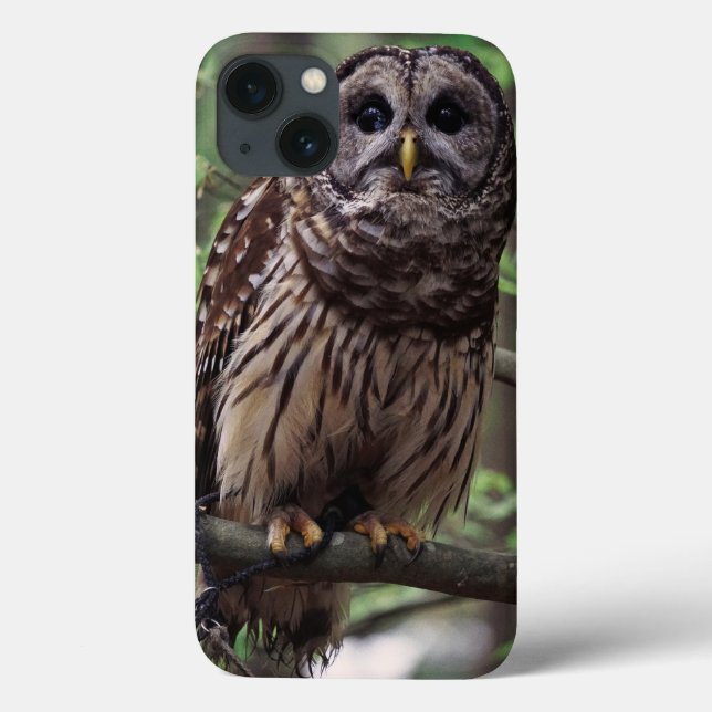 Barred Owl Case-Mate iPhone Hülle (Rückseite)