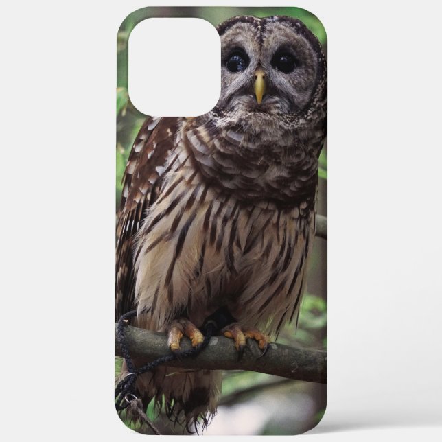 Barred Owl Case-Mate iPhone Hülle (Rückseite)