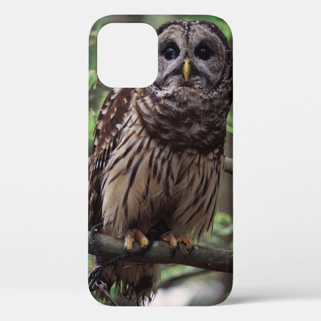 Barred Owl Case-Mate iPhone Hülle (Rückseite)