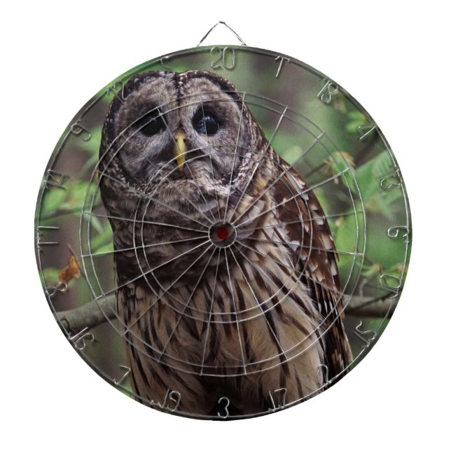 Barred Owl Dartscheibe (vorne)