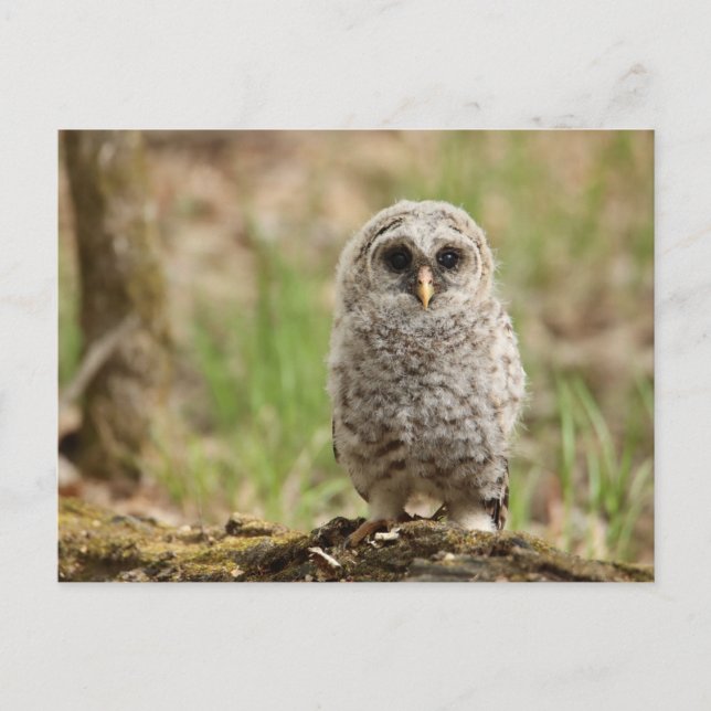 Barred Owl Fledgling Foto Postkarte (Vorderseite)