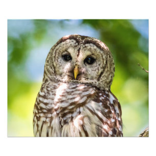 Barred Owl Fotodruck
