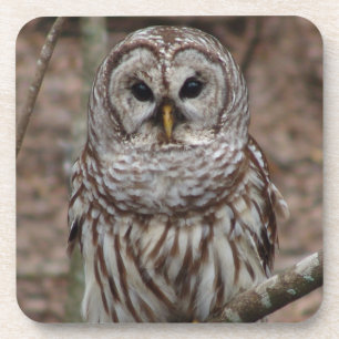 Barred Owl Getränkeuntersetzer