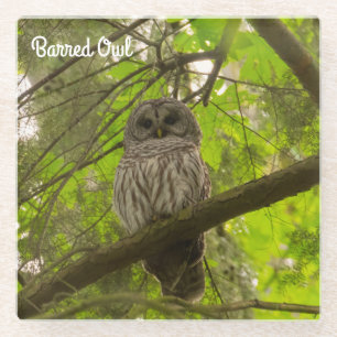 Barred Owl Glasuntersetzer