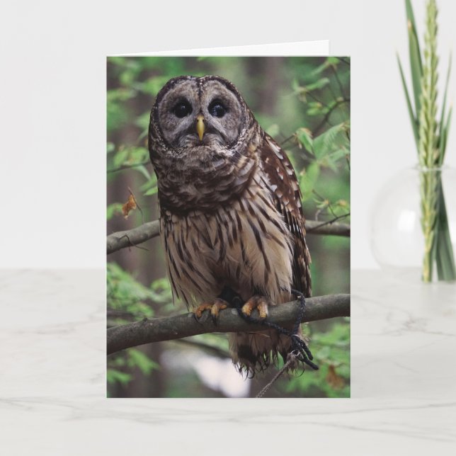 Barred Owl Grußkarte Karte (Vorderseite)