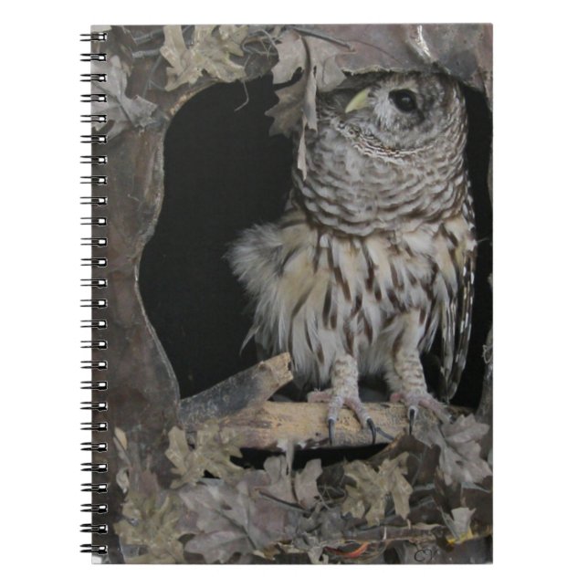 Barred Owl - Hier sieht man dich an! Notizblock (Vorderseite)