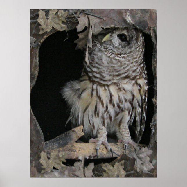 Barred Owl - Hier sieht man dich an Poster (Vorne)