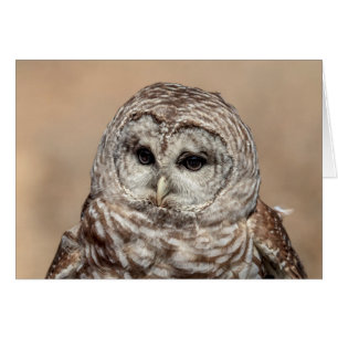 Barred Owl im Flug