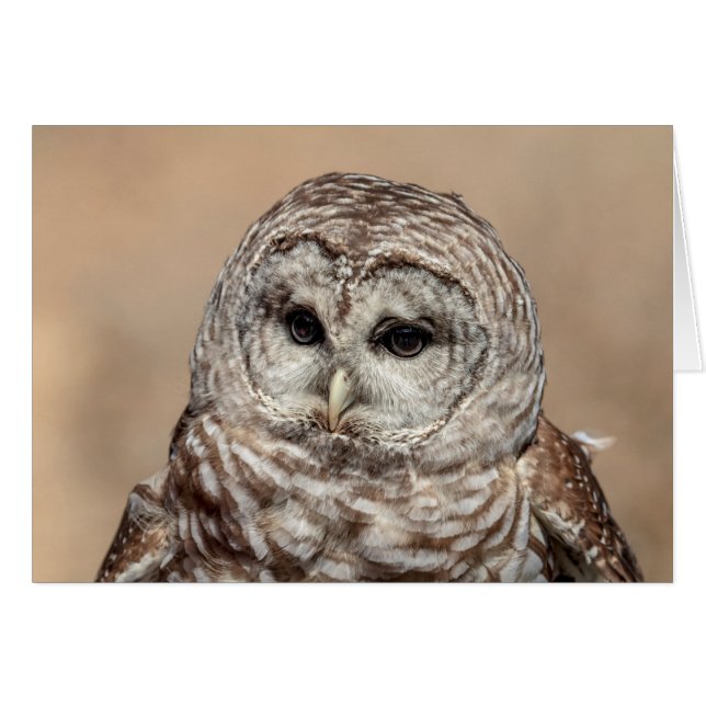 Barred Owl im Flug (Vorderseite (Horizontal))
