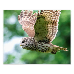 Barred Owl im Flug Fotodruck