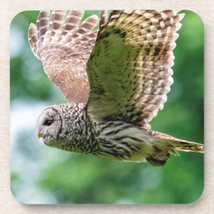 Barred Owl im Flug Getränkeuntersetzer