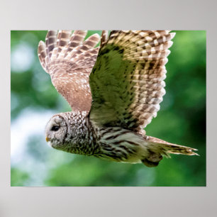 Barred Owl im Flug Poster