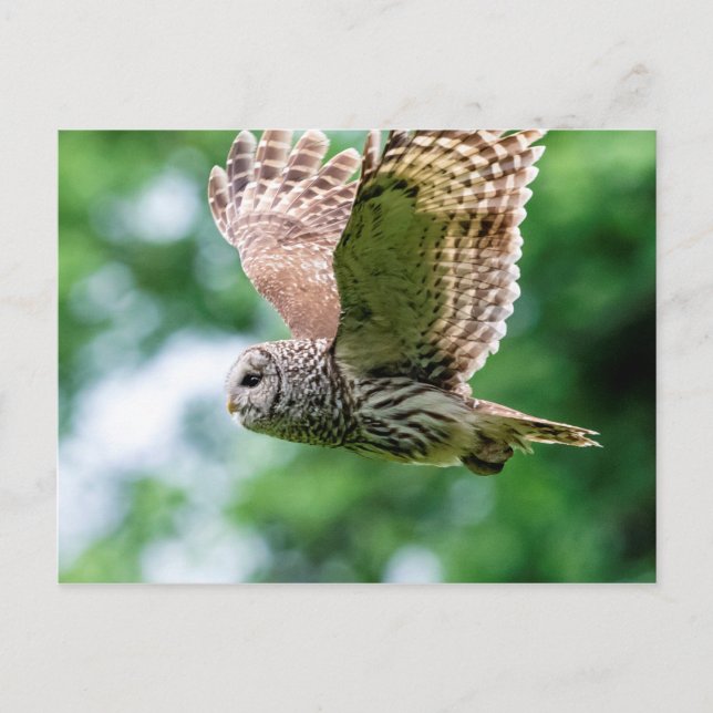 Barred Owl im Flug Postkarte (Vorderseite)