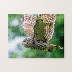 Barred Owl im Flug Puzzle