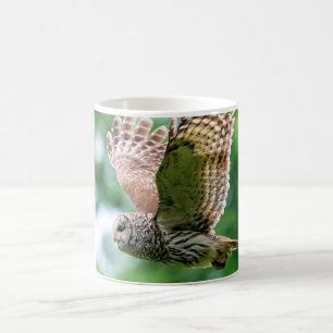 Barred Owl im Flug Tasse