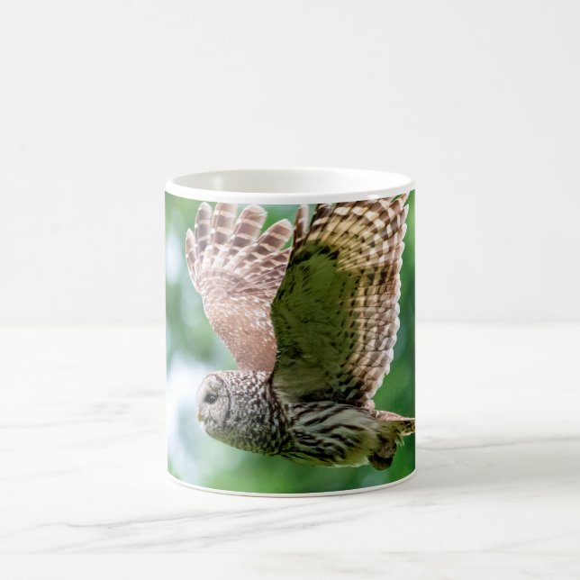 Barred Owl im Flug Tasse (Mittel)