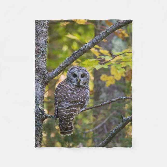 Barred Owl im Herbst | Alterer Landkreis, MI Fleecedecke (Vorderseite)