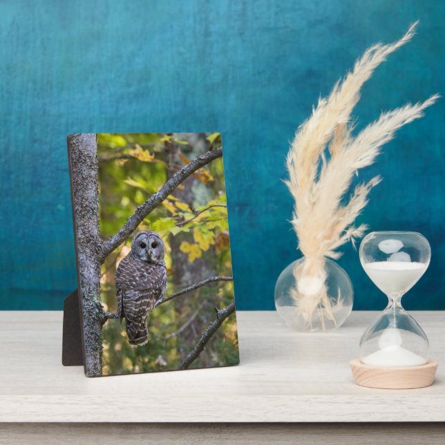 Barred Owl im Herbst | Alterer Landkreis, MI Fotoplatte (Seite)