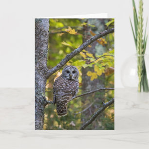 Barred Owl im Herbst   Alterer Landkreis, MI Karte