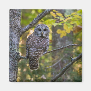 Barred Owl im Herbst Alterer Landkreis, MI Magnet
