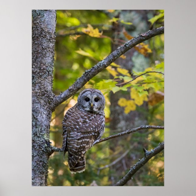 Barred Owl im Herbst | Alterer Landkreis, MI Poster (Vorne)