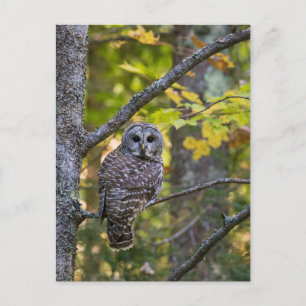 Barred Owl im Herbst   Alterer Landkreis, MI Postkarte