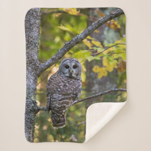 Barred Owl im Herbst   Alterer Landkreis, MI Sherpadecke