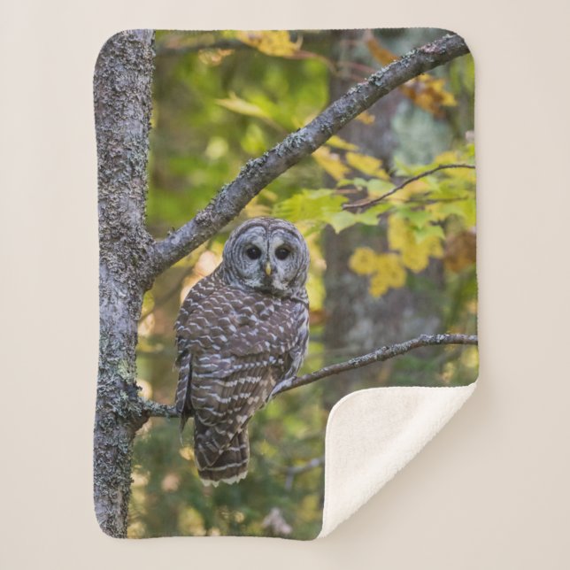 Barred Owl im Herbst | Alterer Landkreis, MI Sherpadecke (Vorderseite)