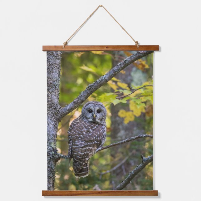Barred Owl im Herbst | Alterer Landkreis, MI Wandteppich Mit Holzrahmen (Vorderseite)