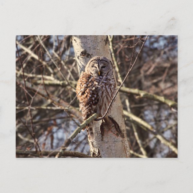 Barred Owl in einem Birkenbaum-Foto Postkarte (Vorderseite)