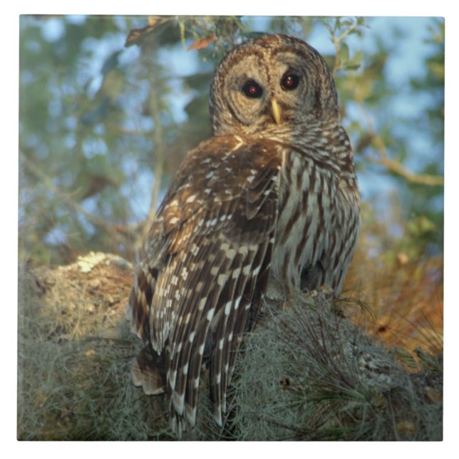Barred Owl in einem spanischen Moos Fliese (Vorderseite)