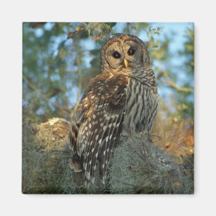 Barred Owl in einem spanischen Moos Magnet