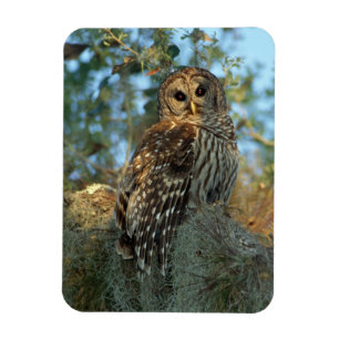 Barred Owl in einem spanischen Moos Magnet