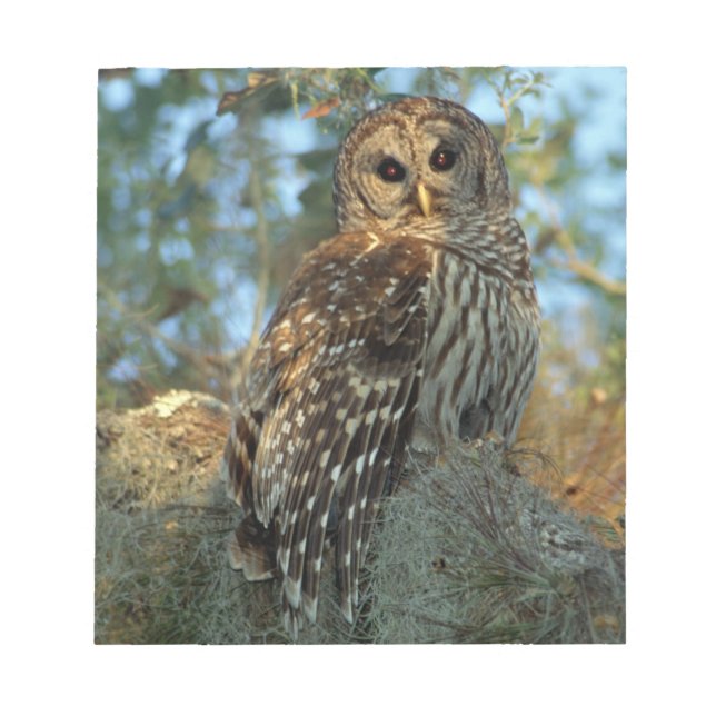 Barred Owl in einem spanischen Moos Notizblock (Vorderseite)