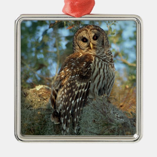 Barred Owl in einem spanischen Moos Ornament Aus Metall (Vorne)