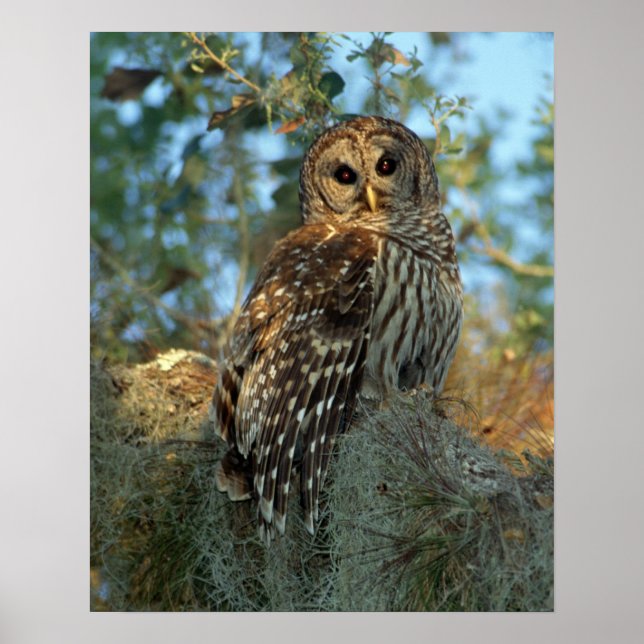 Barred Owl in einem spanischen Moos Poster (Vorne)