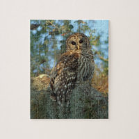 Barred Owl in einem spanischen Moos