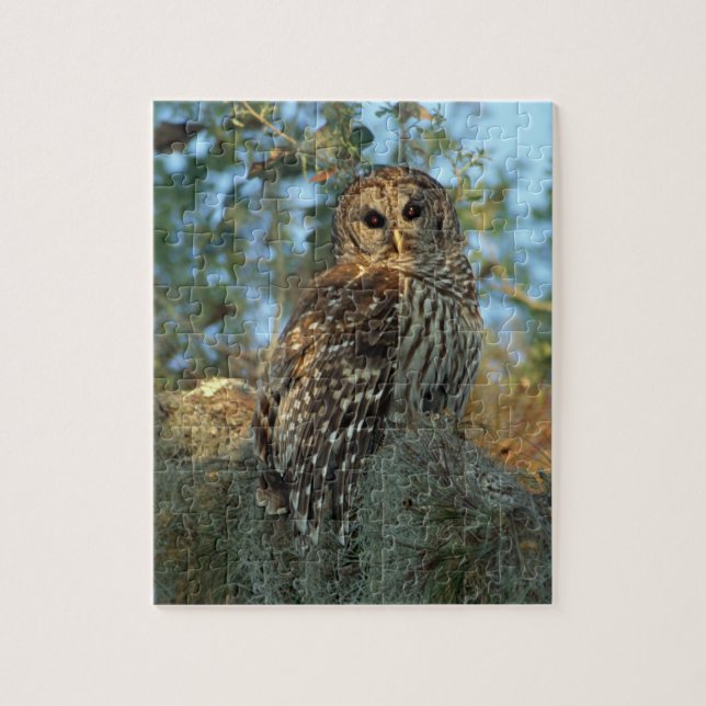 Barred Owl in einem spanischen Moos Puzzle (Vertikal)