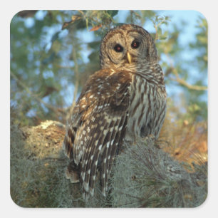 Barred Owl in einem spanischen Moos Quadratischer Aufkleber