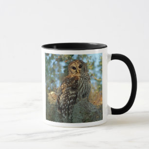 Barred Owl in einem spanischen Moos Tasse