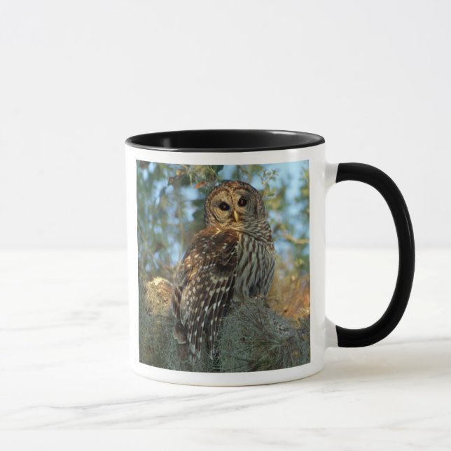 Barred Owl in einem spanischen Moos Tasse (Rechts)