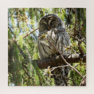 Barred Owl in Evergreen Tree Puzzle