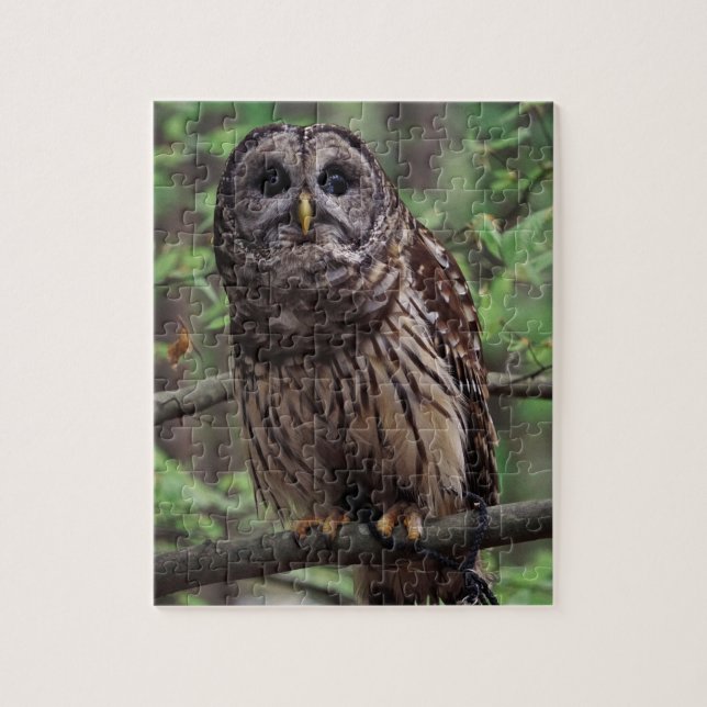 Barred Owl Jigsaw Puzzle (Vertikal)