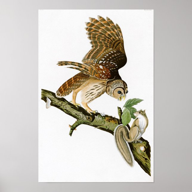 Barred Owl John James Audubon Birds of America Poster (Vorne)