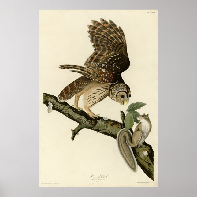 Barred Owl, John James Audubons Vögel von Amerika Poster (Vorne)