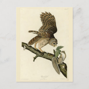Barred Owl, John James Audubons Vögel von Amerika Postkarte